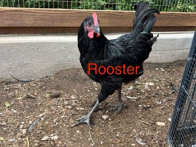 Young Jersey Giant Roosters and Hen