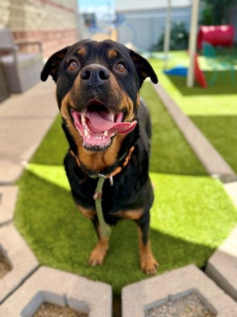 A138762 Moon, Available for Adoption