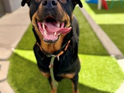 A138762 Moon, Available for Adoption