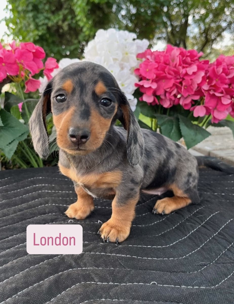 Miniature Dachshund Puppies