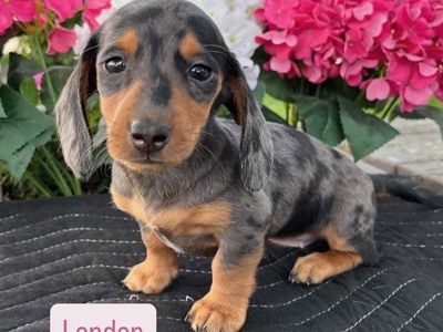 Miniature Dachshund Puppies
