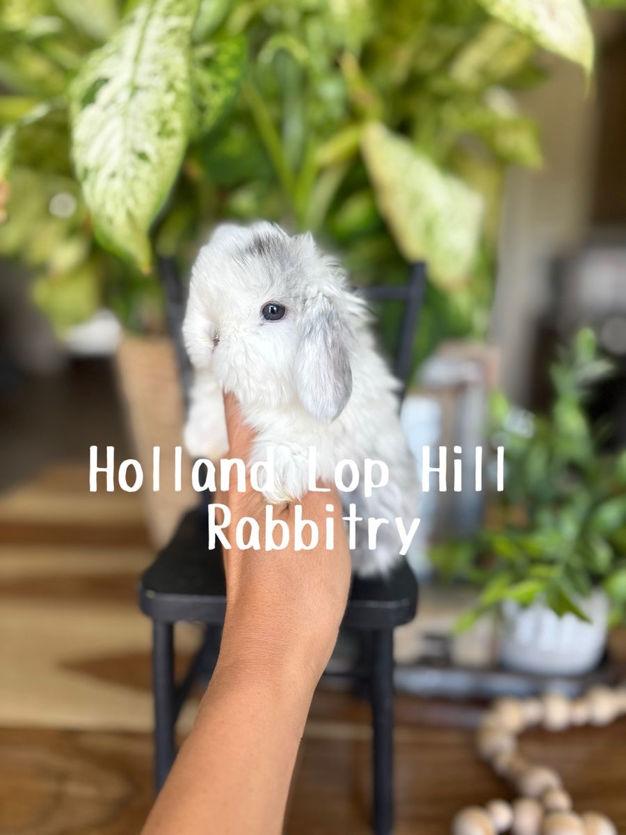 Magpie Holland Lop Baby Bunny