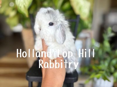 Magpie Holland Lop Baby Bunny