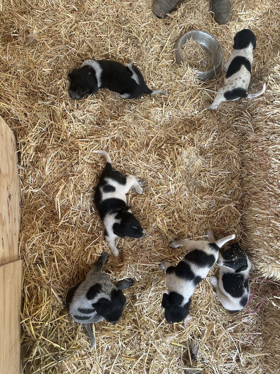 Puppies!