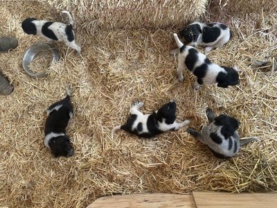 Puppies!