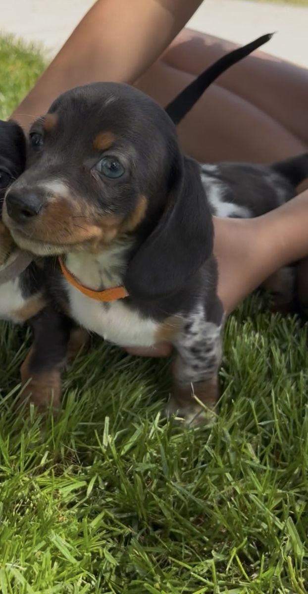 Mini Dachshund