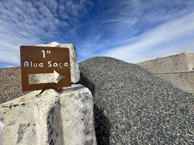 Blue Sage 1 Inch 2 Inch And 6 Inch Minus