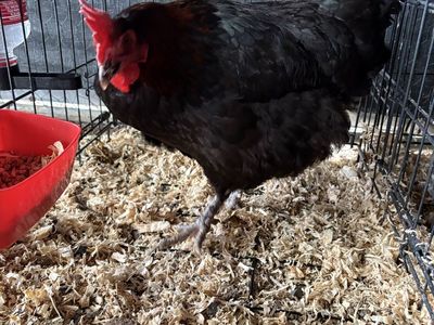 Black Copper Marans/Black Copper Marans Mixes.