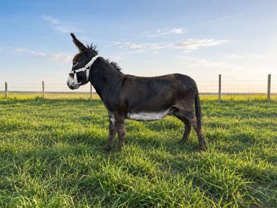 Mini donkey
