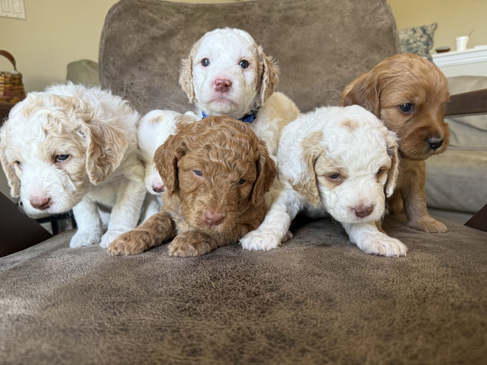 Mini Goldendoodle puppies