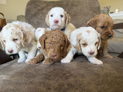Mini Goldendoodle puppies