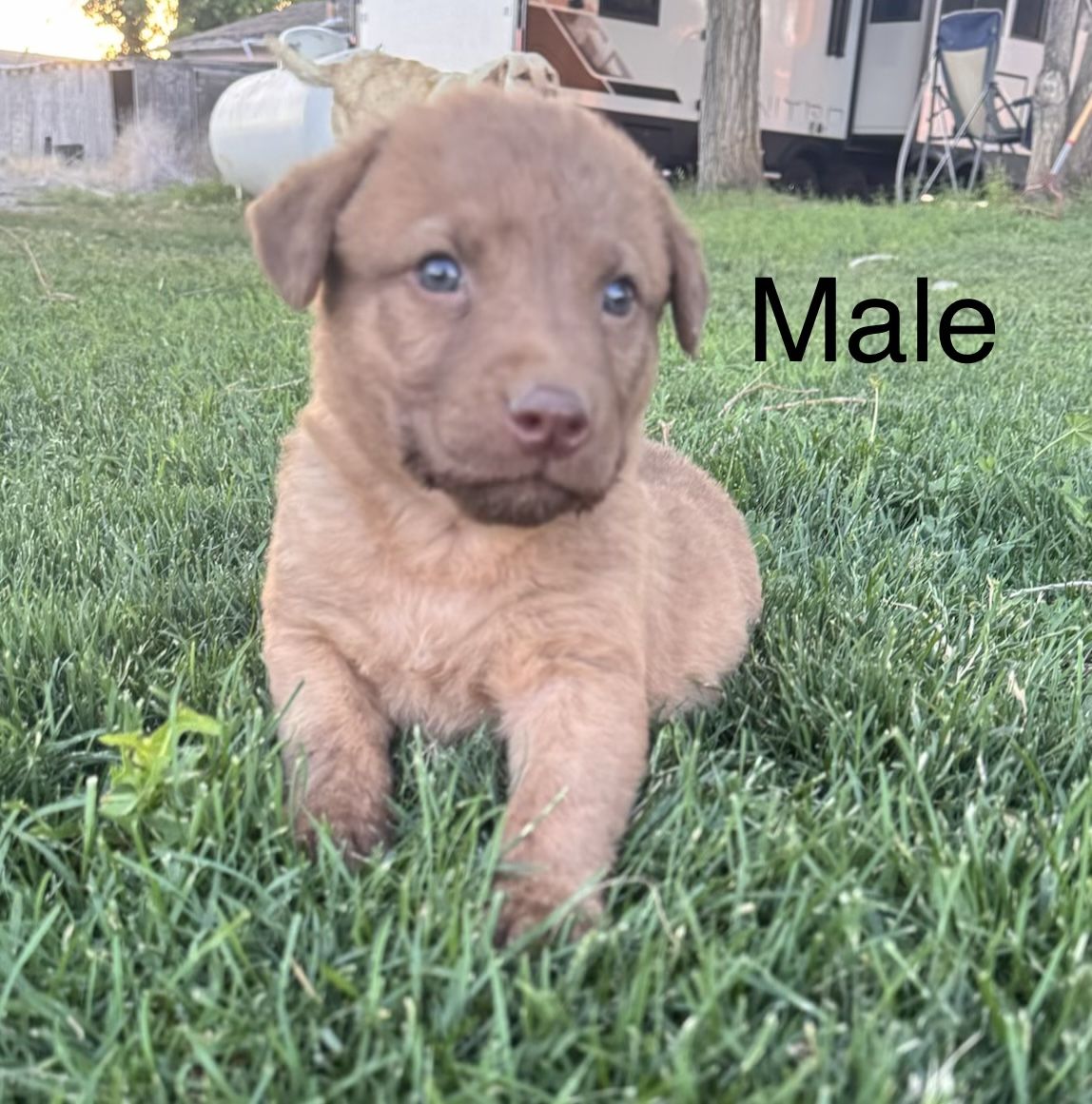 AKC Chesapeake Bay Retriever Puppies - 2 Males & 1 Female Available