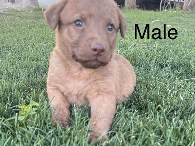 AKC Chesapeake Bay Retriever Puppies - 2 Males & 1 Female Available