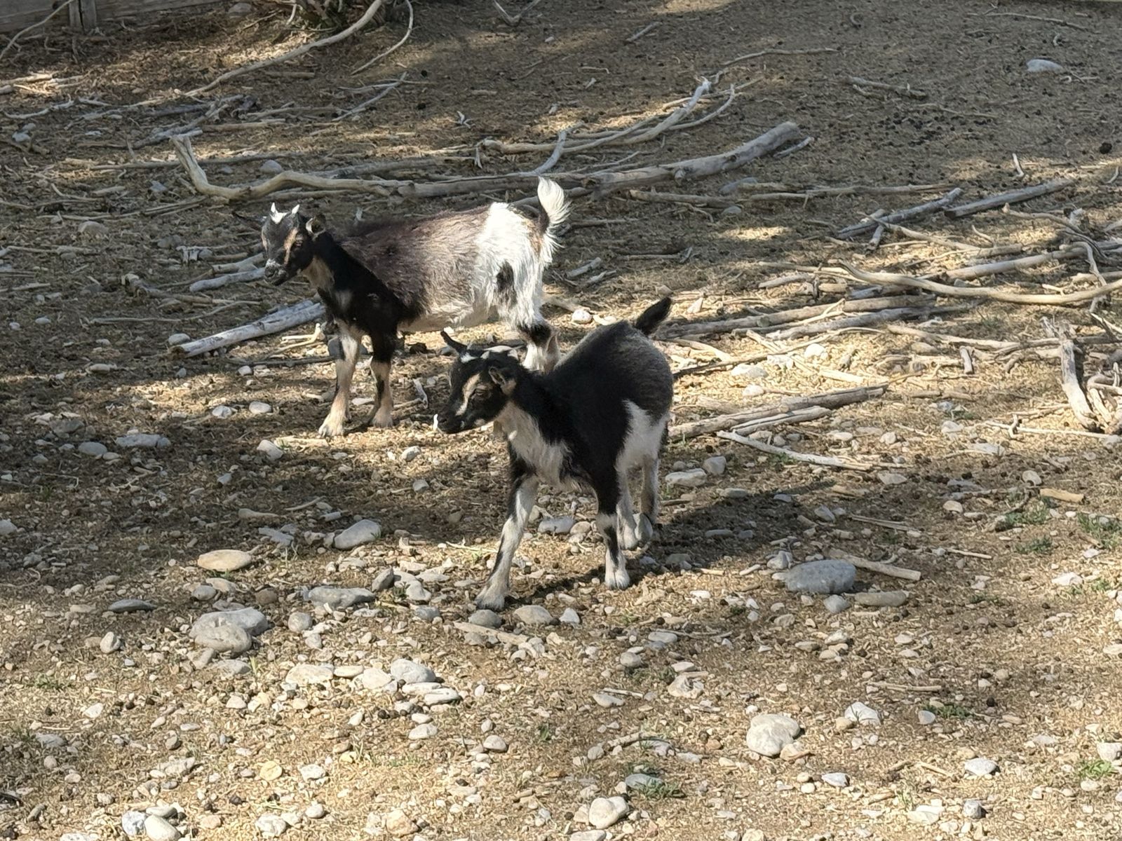 18 Nigerian goats for sale 
