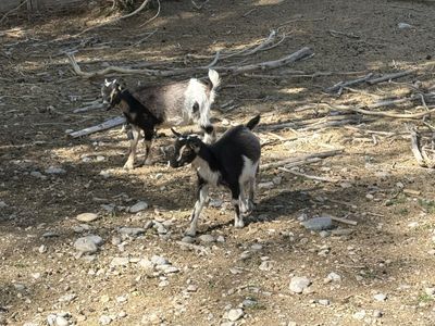 18 Nigerian goats for sale