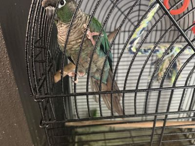 Turquoise conure with cage