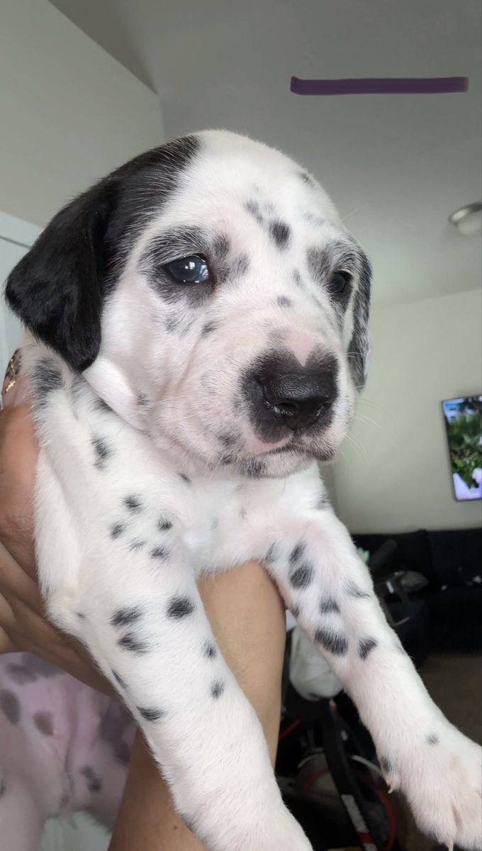 Dalmatian puppy