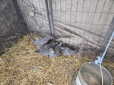 Barnyard mix pullets