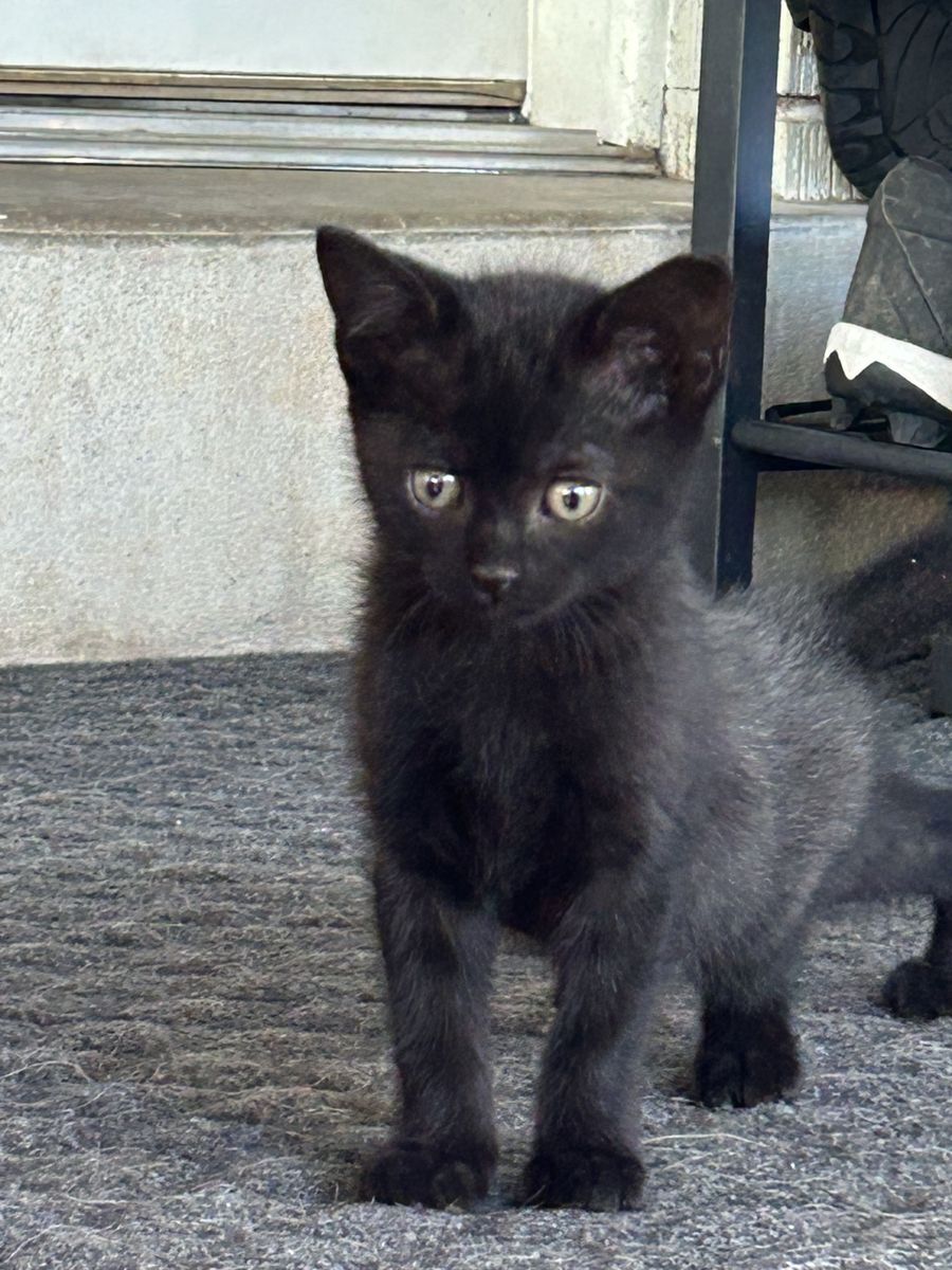 Free kittens available today