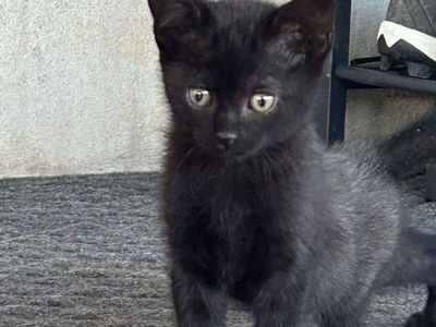 Free kittens available today