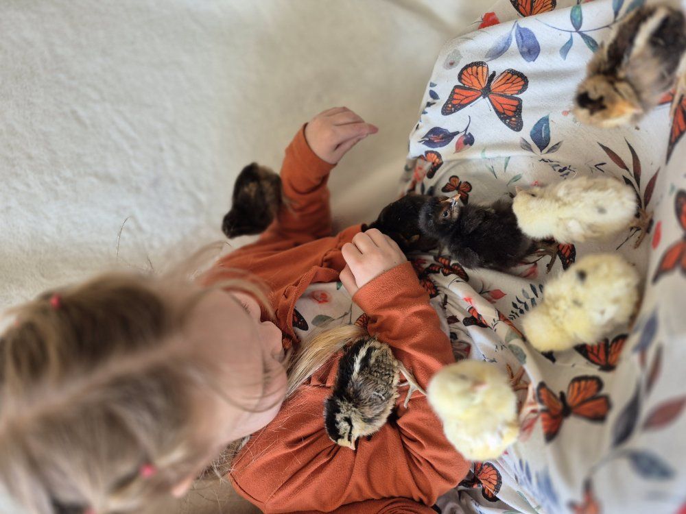 chicks! 1 wk. old . Great laying breeds!