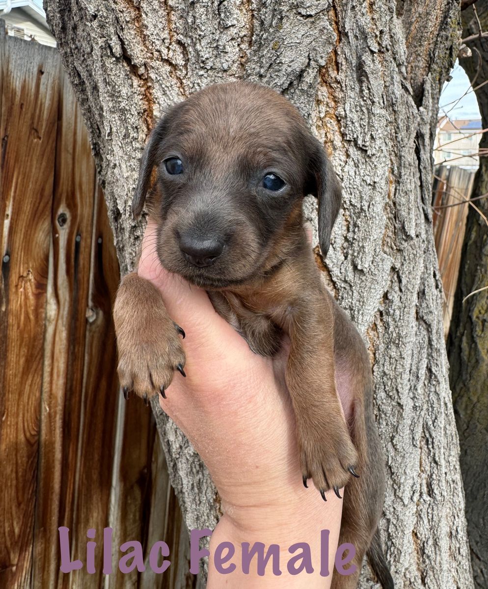 Miniature Dachshund Puppies