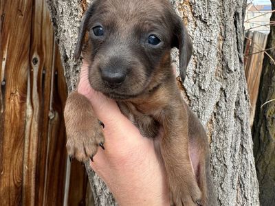 Miniature Dachshund Puppies