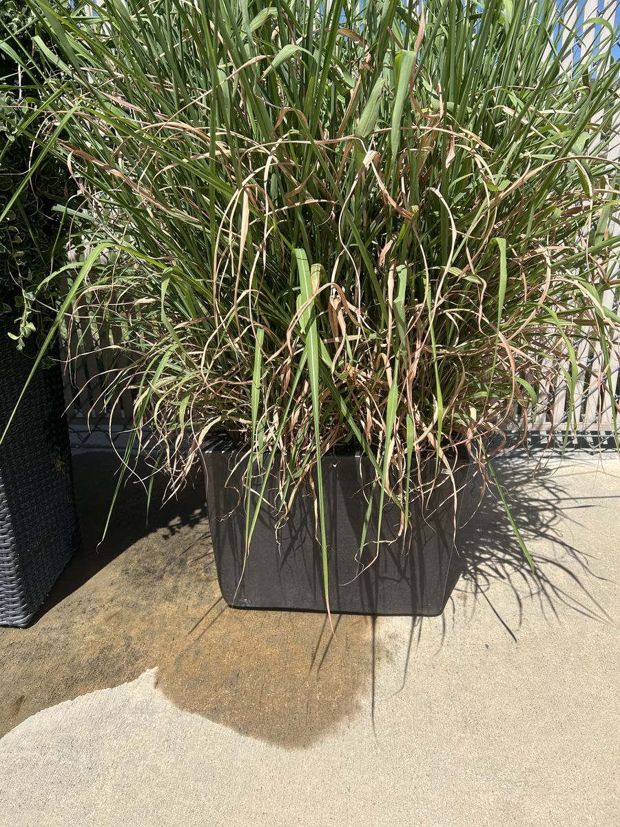 SQUARE VIETNAMESE POT WITH GRASS 100lbs New Condition