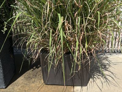SQUARE VIETNAMESE POT WITH GRASS 100lbs New Condition