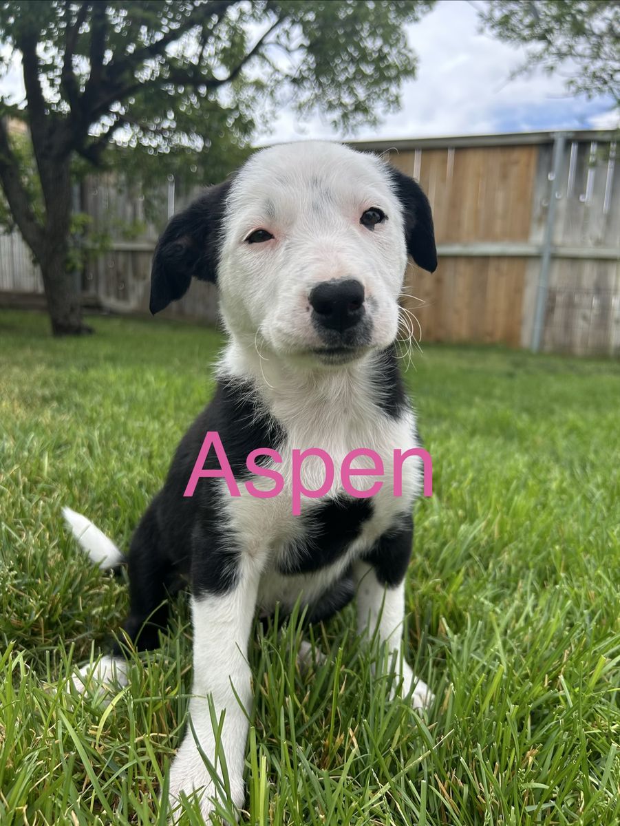 Border Collie Puppies