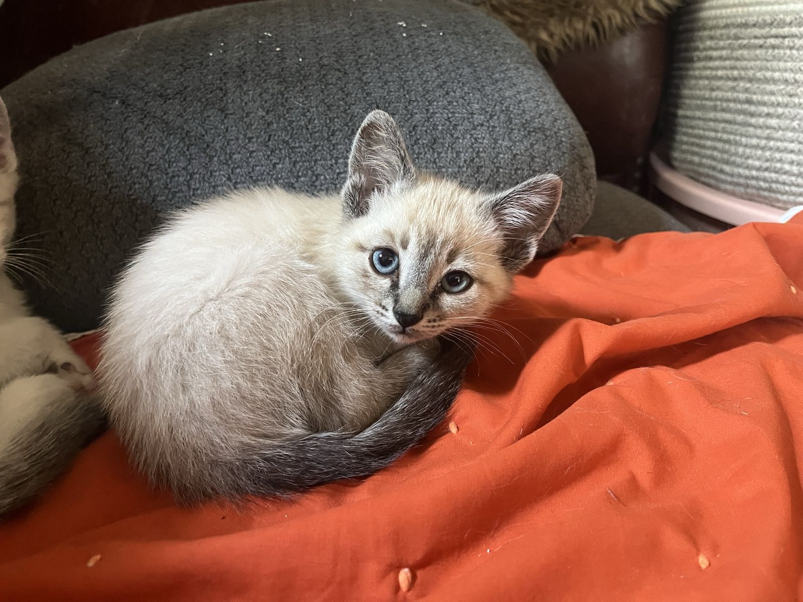Ragdoll Bengal mixed kittens! Social and cuddly! Allergy friendly!!