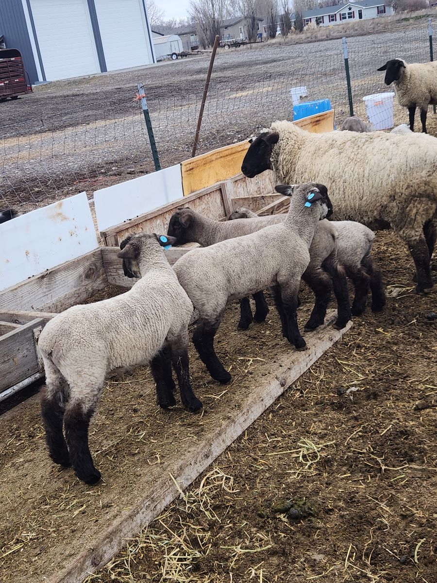 Suffolk lambs (4H)