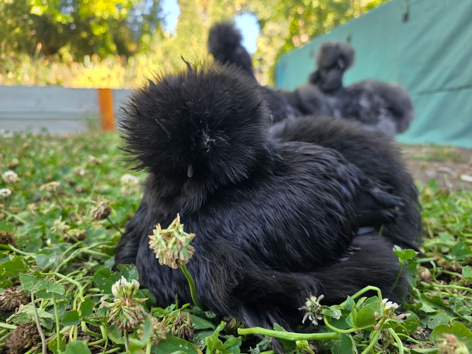 Exhibition Quality Black, Blue, Splash Line American Silkie Bantams