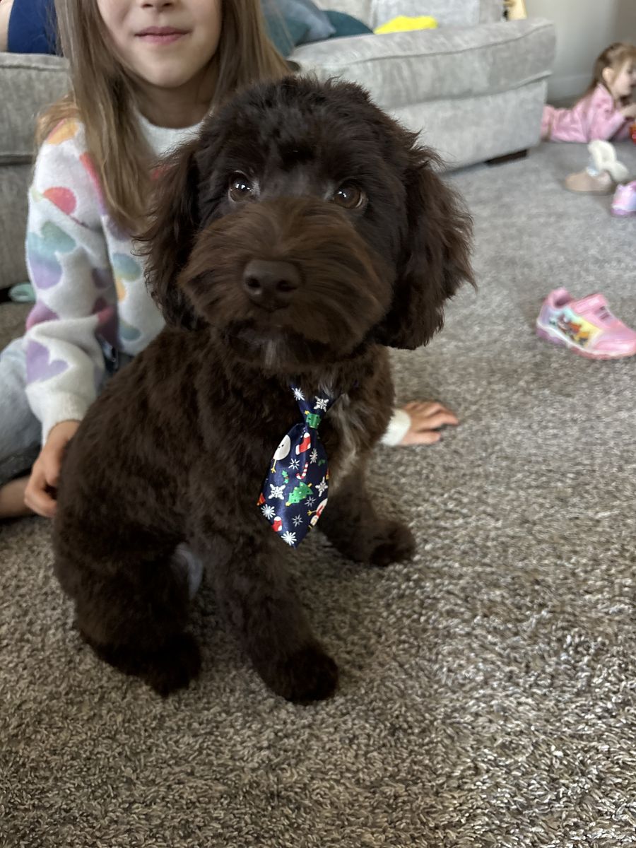 Mini English goldendoodle