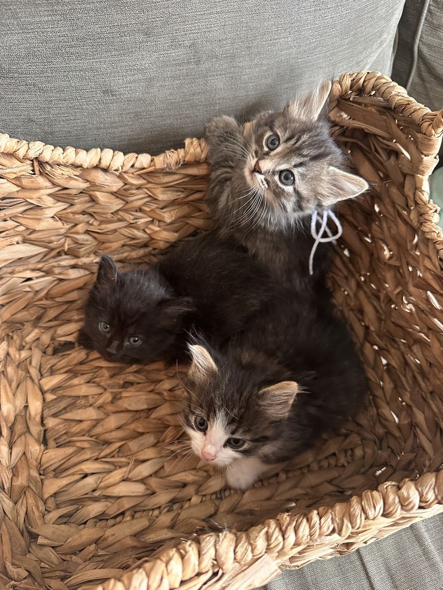 Kittens
