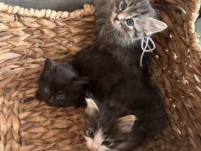 Kittens
