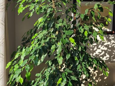Ficus benjamina