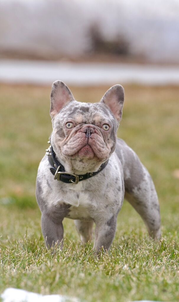 Adult Male French Bulldog