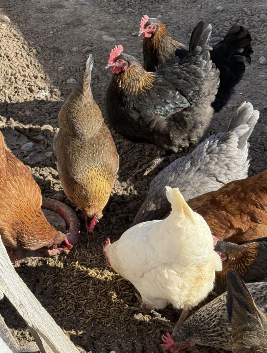 I’m Looking To Buy Hens.