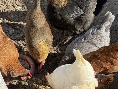 I’m Looking To Buy Hens.