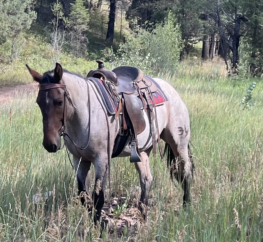 2 yr-old half draft filly