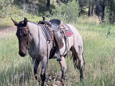 2 yr-old half draft filly