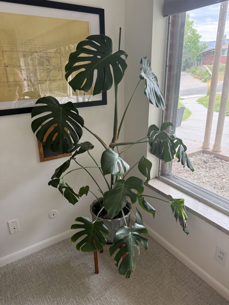 Large Monstera Deliciosa Live Plant in Gray Pot - Healthy Houseplant