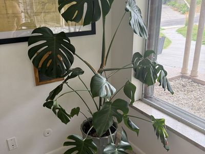 Large Monstera Deliciosa Live Plant in Gray Pot - Healthy Houseplant