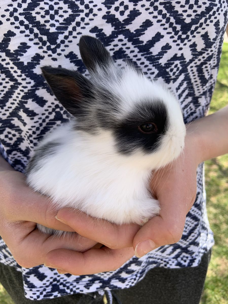 Adorable Easter Baby Bunnies