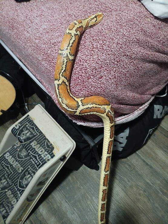 FANTASTIC HAND CRAVED WOODEN SNAKE USED DURING AWA WRESTLING