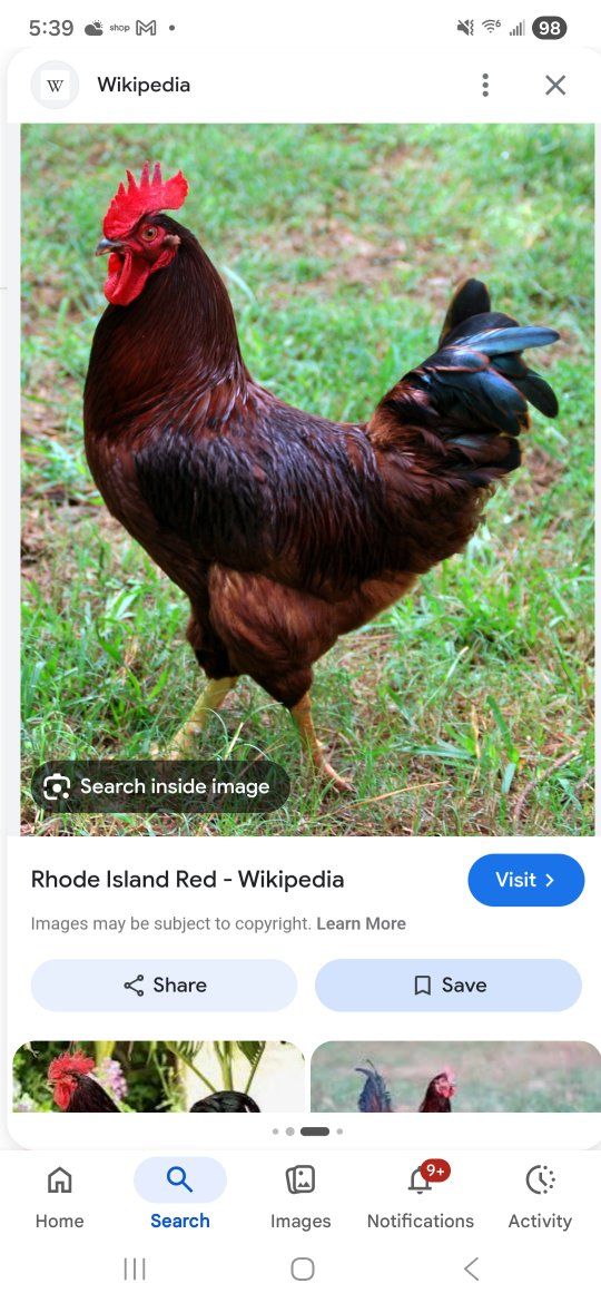 Roosters