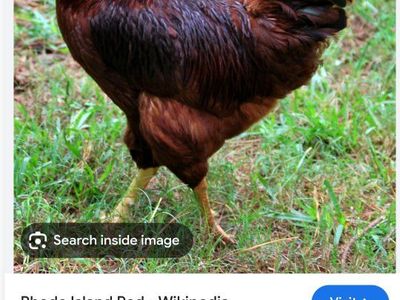 Roosters
