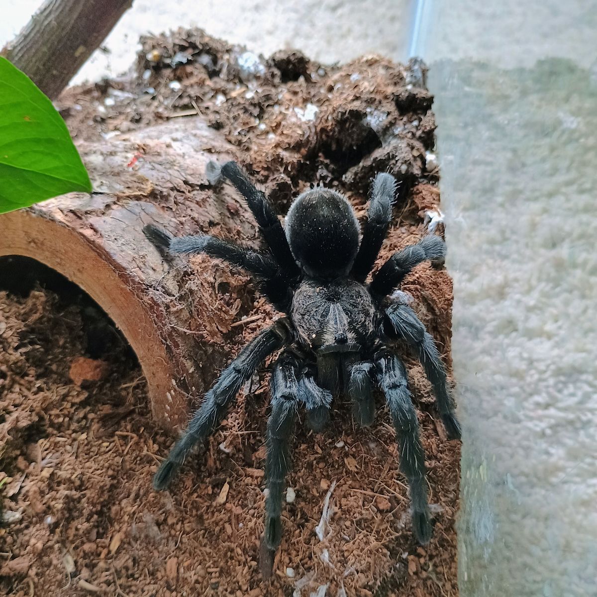 Black Brazilian Pulchra tarantula