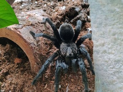 Black Brazilian Pulchra tarantula